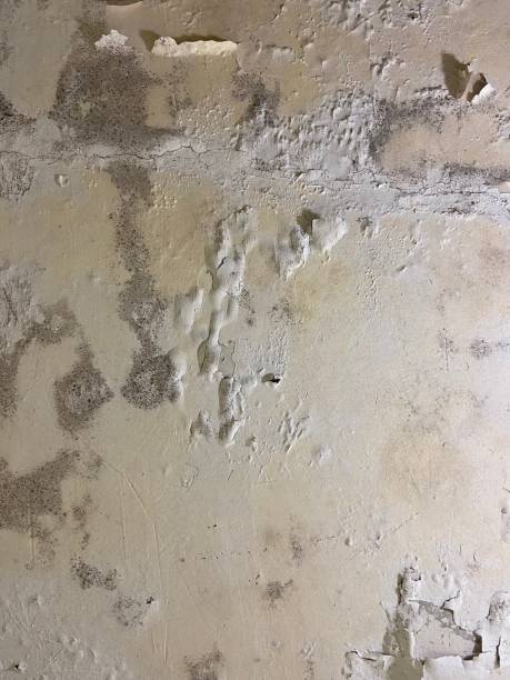 Best Mold Testing  in Shiprock, NM
