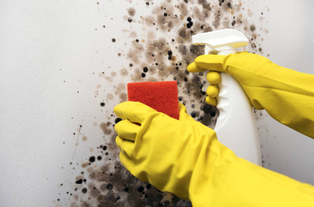 Best Mold Removal Near Me  in Shiprock, NM