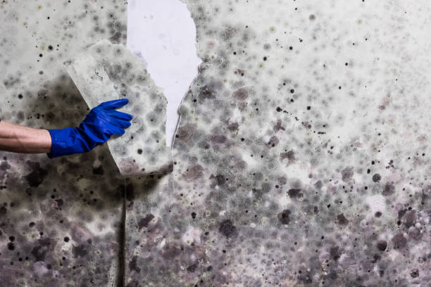 Mold Testing and Removal in Shiprock, NM